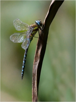 Newly Emerged Emperor Dragonfly